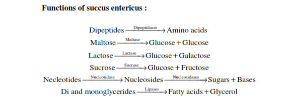 Secretes intestinal juice or succus entericus. 